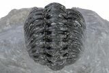 Curled Phacopid (Adrisiops) Trilobite - Jbel Oudriss, Morocco #222455-4